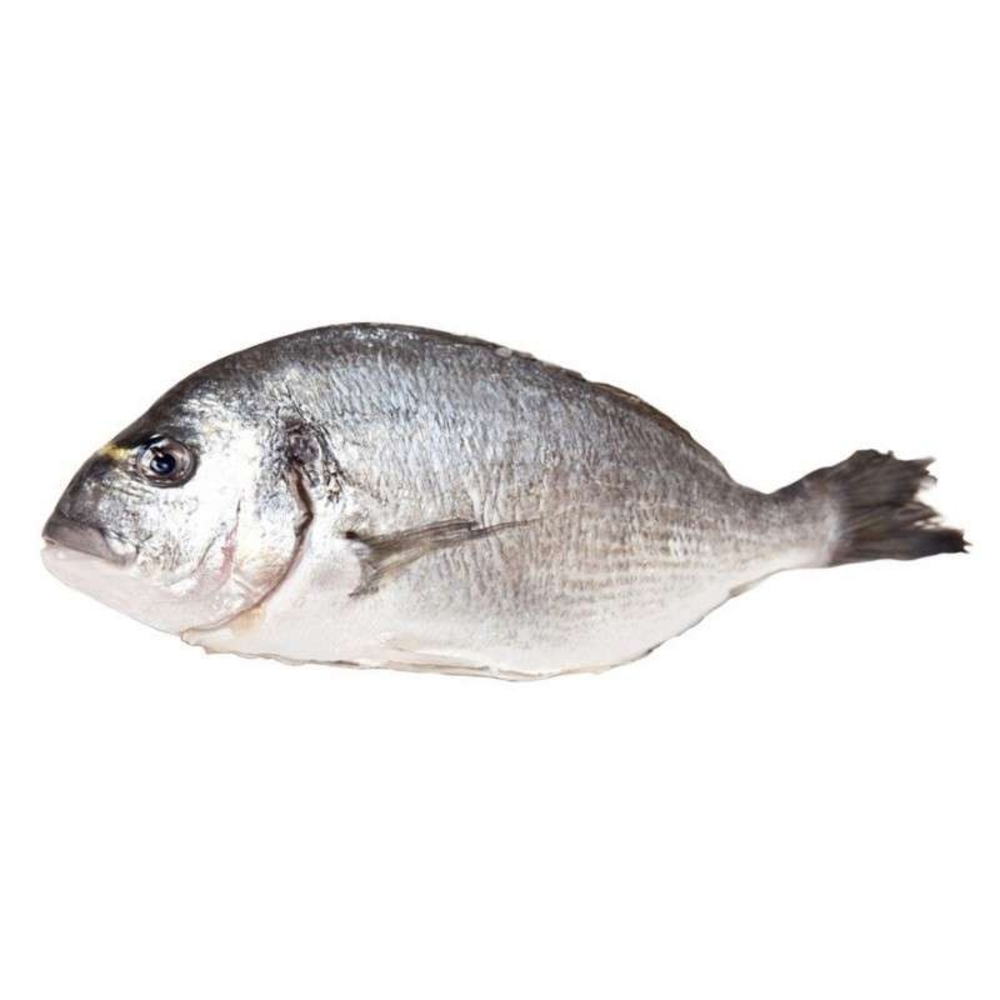 ORATA 300/500 ALLEVATA ITALIA